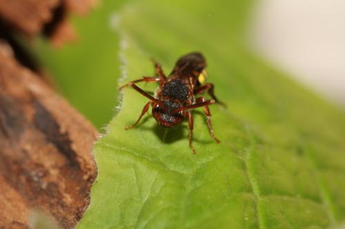 Réf. 339 650 : Nomada sp.